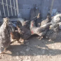 تخم مرغ امروک