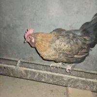 مرغ و خروس|حیوانات مزرعه|یزد, |دیوار