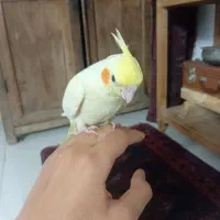 گمشده