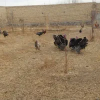 بوقلمون|حیوانات مزرعه|سراب, |دیوار