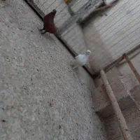 کفتر مسافتی و رنگی|پرنده|قم, نیروگاه|دیوار