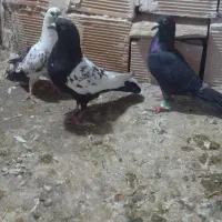 س تا نر یک ماده