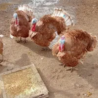 بوقلمون نژادبوربون
