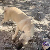 سگ پاکوتاه مفت مفت|سگ|سنگدوین, |دیوار