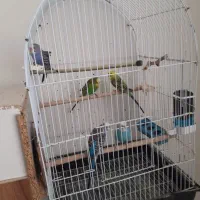 عروس ههلندی و مرغ عشق|پرنده|بیرجند, |دیوار