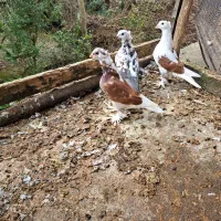 تعدادی کبوتر تزئینی