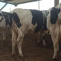 5 راس توخک و یک گاو شکم سوم 3 راس گوساله|حیوانات مزرعه|فریمان, |دیوار