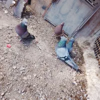 کبوتر|پرنده|بم, |دیوار