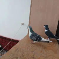 کبوتر کربلایی ساده پلنگ