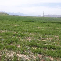 زمین کشاورزی رهن کامل|اجارهٔ دفتر صنعتی، کشاورزی، تجاری|دورود, |دیوار