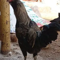 تخم مرغ نطفه دار