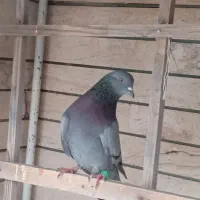 کبوتر نر|پرنده|قم, بکایی|دیوار