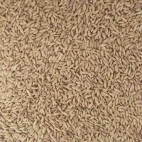 بذر گندم دیم