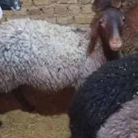 میش بره قوچ بزغاله بز سگ خرگله