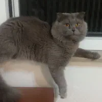 گربه اسکاتیش|گربه|بوکان, |دیوار