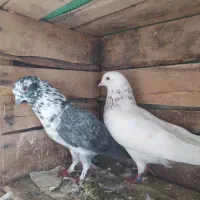 کبوتر غریبگیری|پرنده|سورک, |دیوار