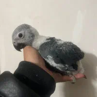 جوجه کاسکو،شاه طوطی،ملنگو