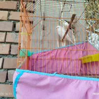 مرغ عشق و فنچ