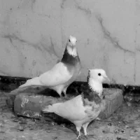 طوقی ابی|پرنده|تربت جام, جامرود|دیوار