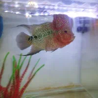 ماهی فلاور|ماهی|تبریز, |دیوار