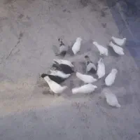 ۱۱ عدد کبوتر