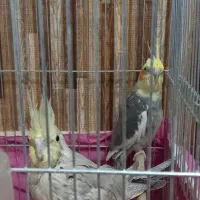 عروس هلندی(نر، ماده)|پرنده|نجف‌آباد, شهدای غربی|دیوار