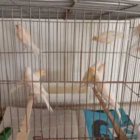 قناری سوپروموزاییگی|پرنده|قم, زند آباد|دیوار