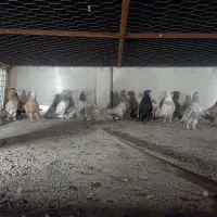 کبوتر کفتر|پرنده|شیراز, سعدیه شمالی|دیوار