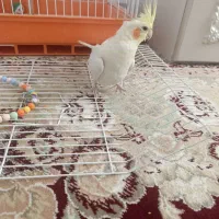 عروس هلندی لوتینو