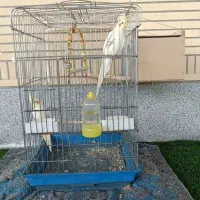 عروس هلندی|پرنده|سهند, |دیوار