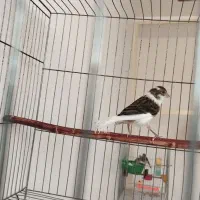 ماده قناری نگرو و جوجه سفید طوسی