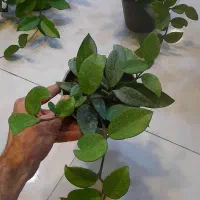 هویا پیچ مومی ساکولنت رونده آویزی برگ ضخیم|گل و گیاه طبیعی|قم, نیروگاه|دیوار