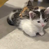 بچه گربه DSH بشدت بامزه