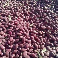 لوبیا قرمز و چیتی|خوردنی و آشامیدنی|تهران, مولوی|دیوار