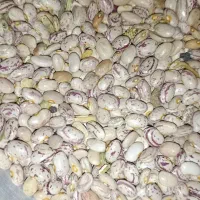 فروش لوبیا چیتی|حراج|خانمیرزا, |دیوار