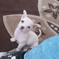 شیواوانر|سگ|اندیمشک, |دیوار