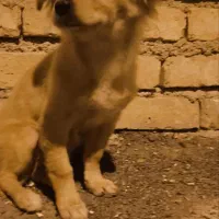 سگ پامر 6ماهه|سگ|ابریشم, |دیوار