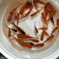 فروش انواع ماهی عمده