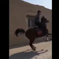 اسب مادیون|اسب و تجهیزات اسب‌سواری|اصفهان, کارلادان|دیوار