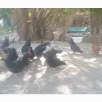 مرغ تخم گذار