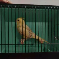 عروس هلندی دستی زعفرونی دو کت نرمه خور