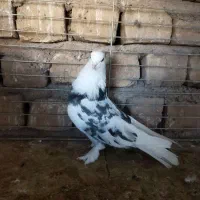 کفتر گرفتنی|پرنده|قم, محمد آباد|دیوار