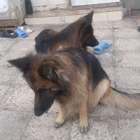 نر ژرمن شولاین|سگ|تربتحیدریه, منظر|دیوار