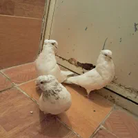 گبوتر|پرنده|گلپایگان, |دیوار