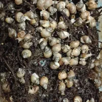 جوجه حلزون|خزنده|پرند, فاز ۶|دیوار