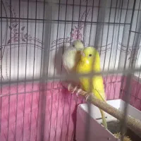 مرغ عشق|پرنده|برازجان, |دیوار