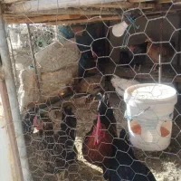 مرغ خانگی|حیوانات مزرعه|کازرون, |دیوار