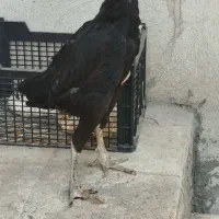مرغ لاری اصیل بالغ جوان