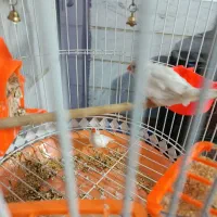 یک جفت فنچ سفید همراه باقفس|پرنده|پاکدشت, پاکدشت (مامازند)|دیوار