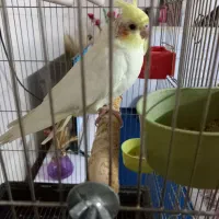 جوجه عروس هلندی